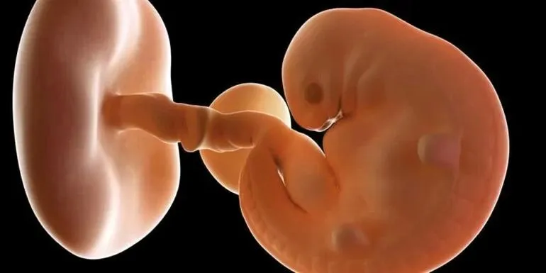 Jak rozwija się płód w 6 tygodniu ciąży? Co warto wiedzieć?